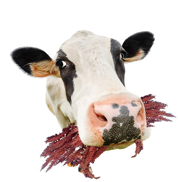 为什么说布鲁诺UP122钢琴是性价比之王?【必一】(图1) b体育