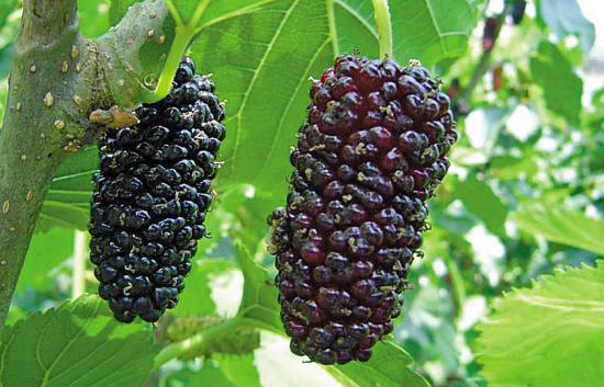 “Bsports必一体育”苏打绿举办“柏林音乐会”首映PARTY 分享无法取代的LIVE经验(图2) Bsports必一体育